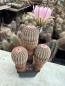 Preview: Echinocereus pectinatus